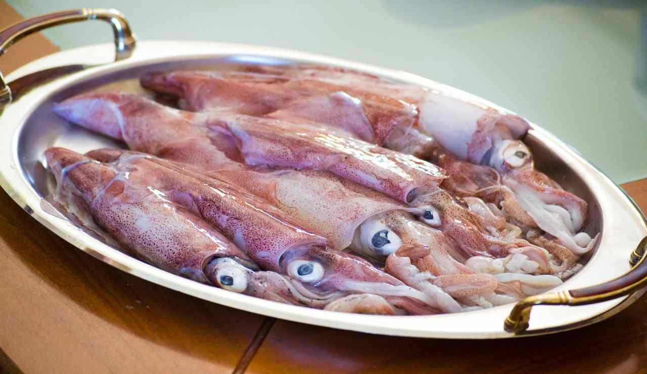 calamari o totani, ecco come riconoscerli