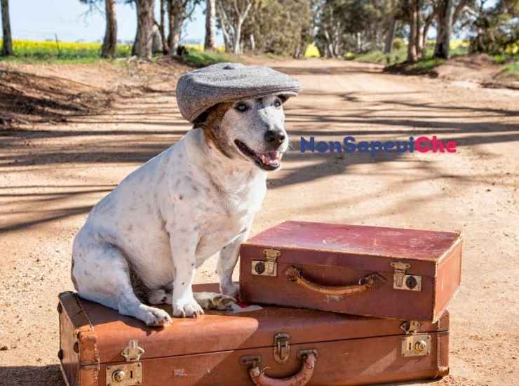 Cane in viaggio come evitare multe con queste accortezze 18072022 Nonsapeviche