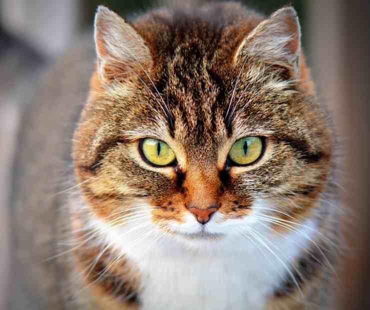 Come rifrescare il tuo gatto dal caldo afoso della Città 