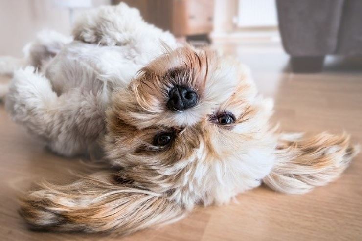 Anche il tuo cane sente caldo, come aiutarlo senza stressarlo