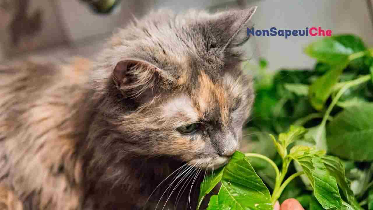 Se vuoi ben al tuo gatto elimina queste piante, possono essere fatali per lui 25072022 Nonsapeviche
