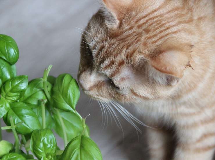 Se vuoi ben al tuo gatto elimina queste piante, possono essere fatali per lui 25072022 Nonsapeviche