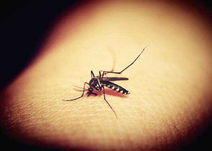 Le zanzare non sempre possono pungere: ecco di cosa hanno bisogno