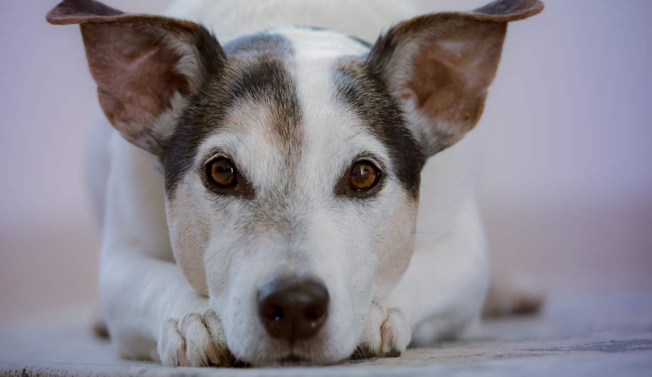 quanti anno ha il tuo cane