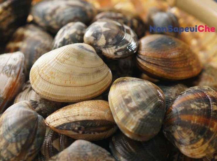 Spurgare le vongole rapidamente senza rubargli il sapore 01072022 Nonsapeviche