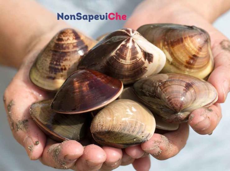 Voglia di vongole immediata, come spurgarle facilmente 17072022 Nonsapeviche