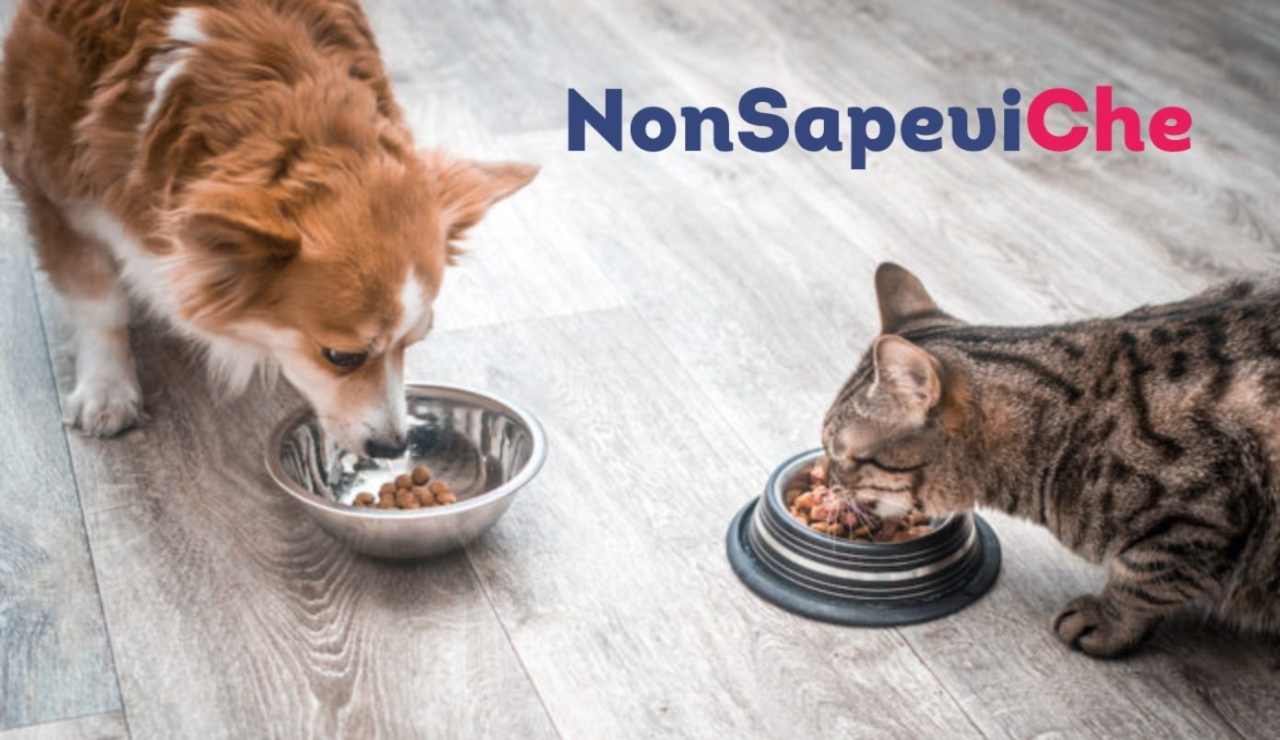 Alimenti tossici per gli animali - NonSapeviChe