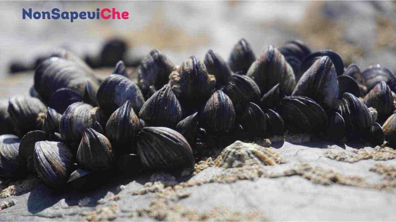 Attenzione a questi molluschi sembrano delle cozze ma non lo sono