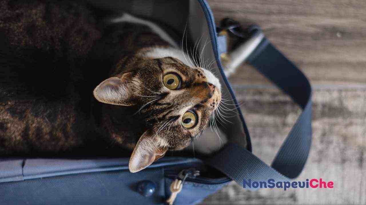 La valigia del tuo gatto, le cose che non dovranno mai mancare son impensabili