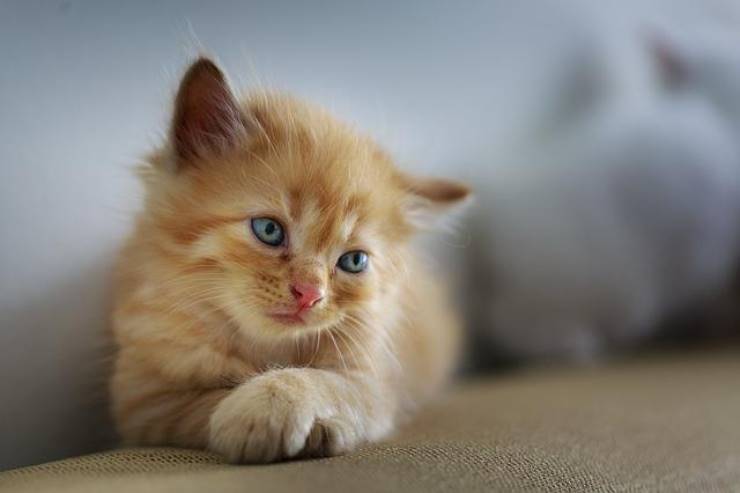 Gatto e vacanze a chi lasciare il proprio gatto quando partite