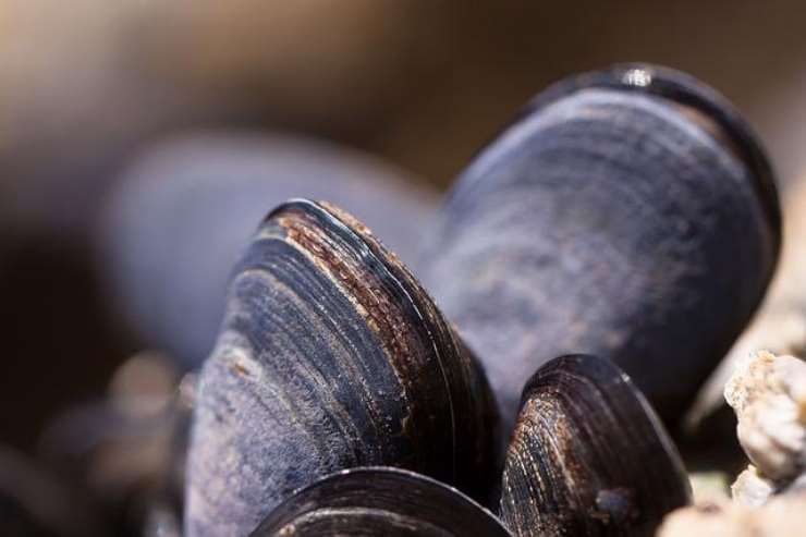 Attenzione a questi molluschi sembrano delle cozze ma non lo sono