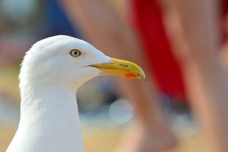 Gabbiani ecco perchè li devi tenere lontani, portatori di malattie