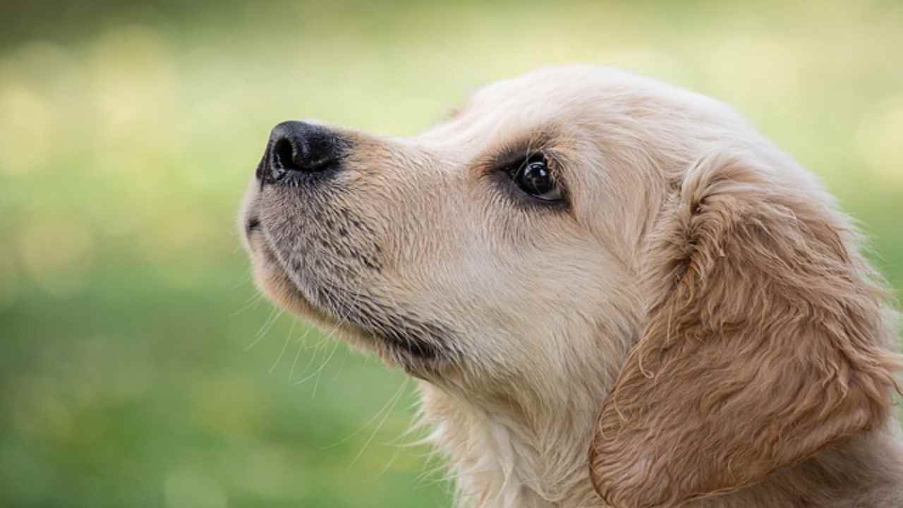 Pets: il tuo cane ha una alito pesante, i rimedi efficaci