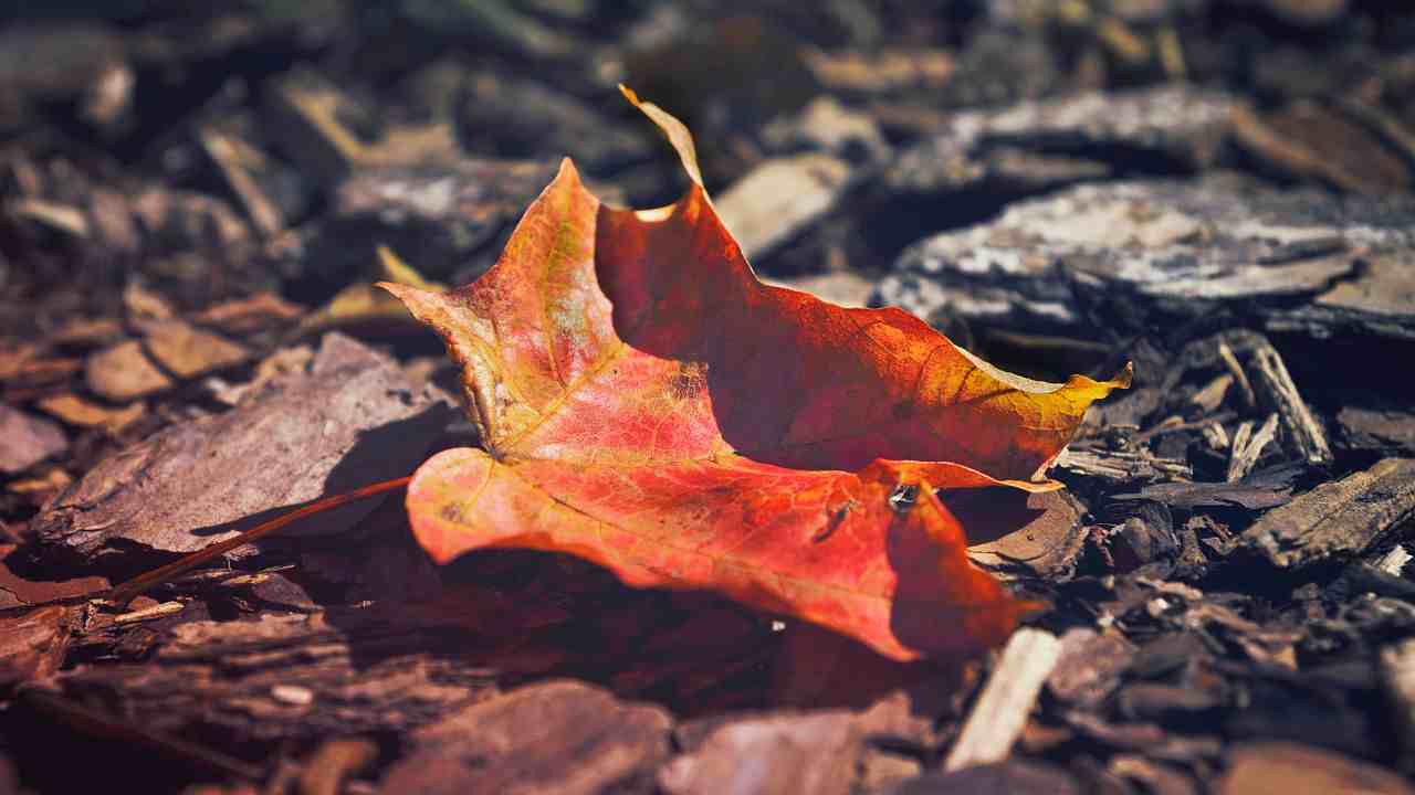 Equinozio d'autunno ci siamo ecco la data precisa, sapete il significato della parola?