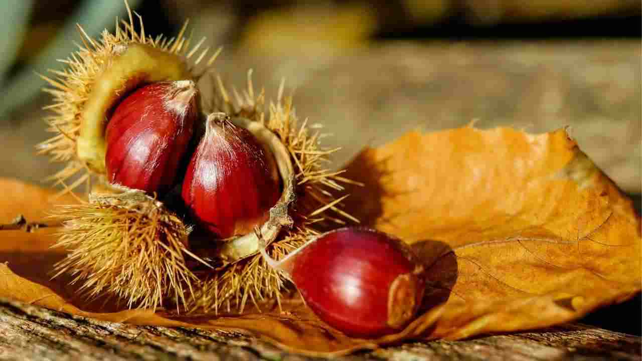 Castagne siete pronti? Ma fanno ingrassare come dicono? La verità 21092022 nonsapeviche