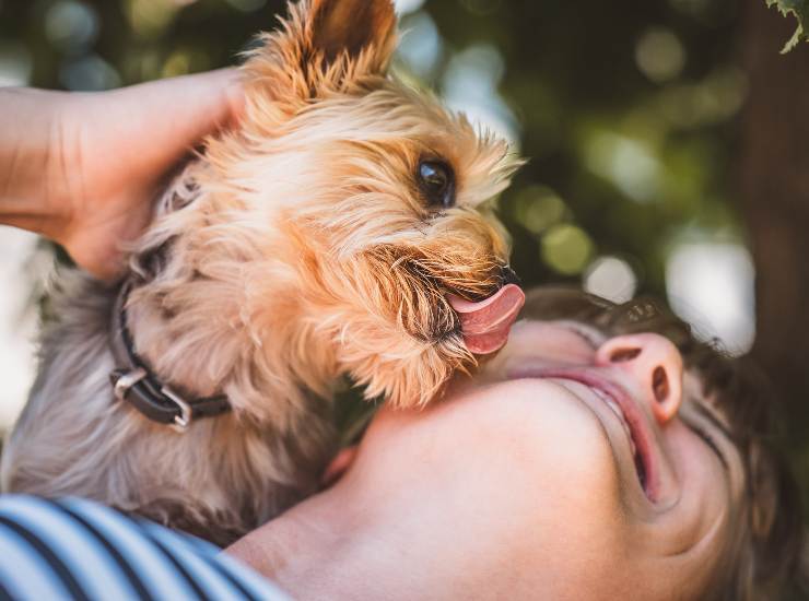 il tuo cane ti lecca la faccia, incredibile la motivazione 06092022 Nonsapeviche