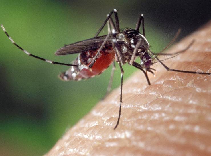 puntura di zanzare, potresti essere allergico come scoprirlo 08092022 Nonsapeviche